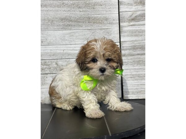 [#5081] Brown / White Male Shihpoo Puppies for Sale