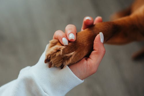 How To Treat a Dog’s Bleeding Nail Bed