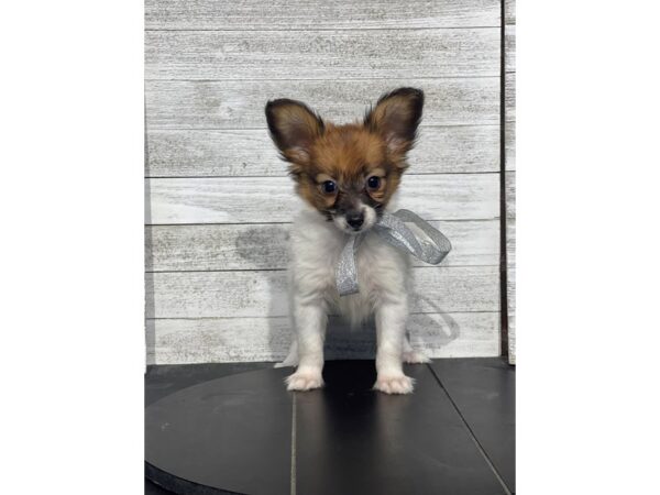 [#5084] Red Sable Female Papillon Puppies for Sale