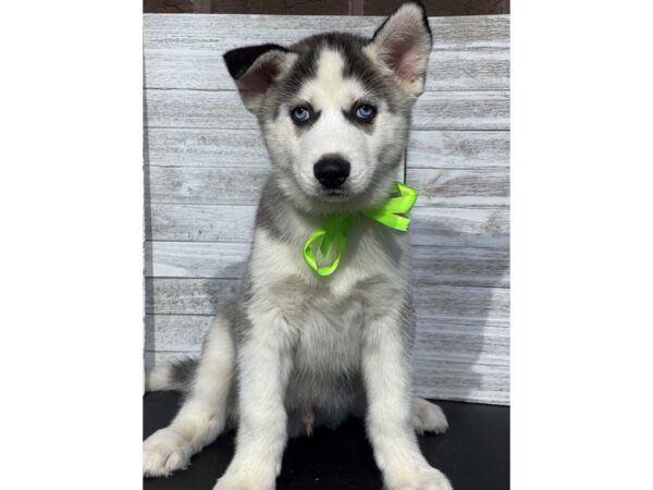 [#5097] Gray / White Male Siberian Husky Puppies for Sale