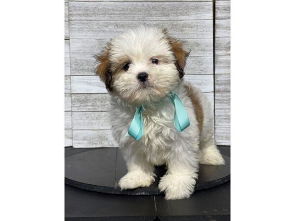 [#5116] wht brwn Male Lhasa Apso Puppies for Sale