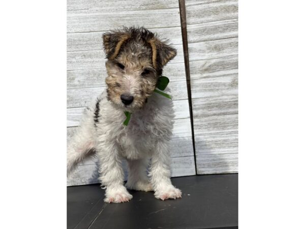 [#5120] Black White / Tan Male Wire Fox Terrier Puppies for Sale