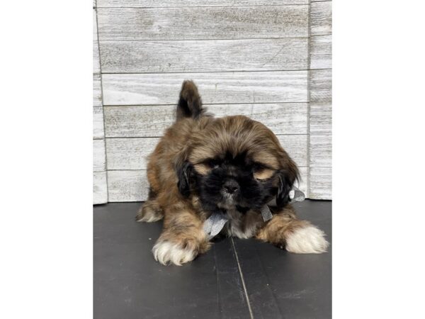 [#5132] Chocolate Sable Male Shih Tzu Puppies for Sale