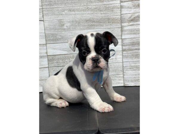 [#5129] White Male French Bulldog Puppies for Sale