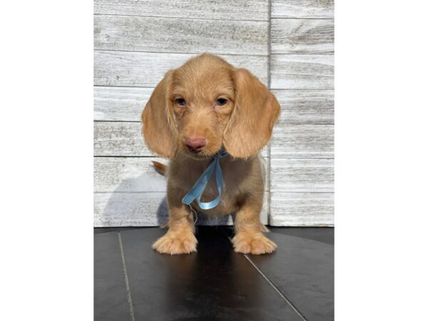 [#5144] Red Male Dachshund Puppies for Sale