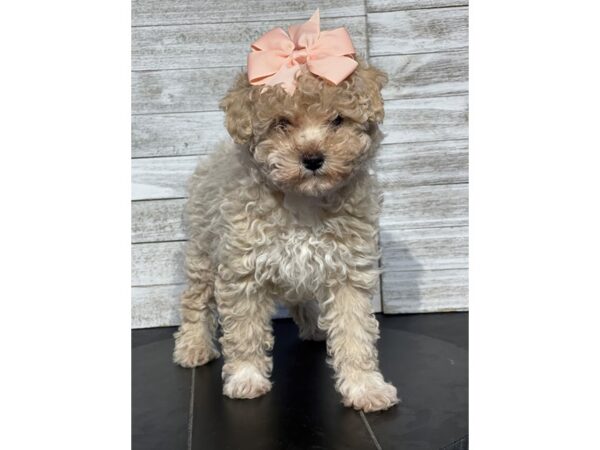 [#5148] Apricot Female Havapoo Puppies for Sale