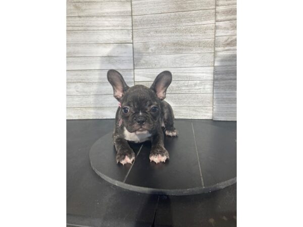 [#5146] Brindle Female French Bulldog Puppies for Sale