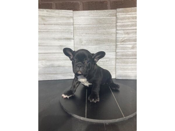 [#5141] blk wht Male French Bulldog Puppies for Sale