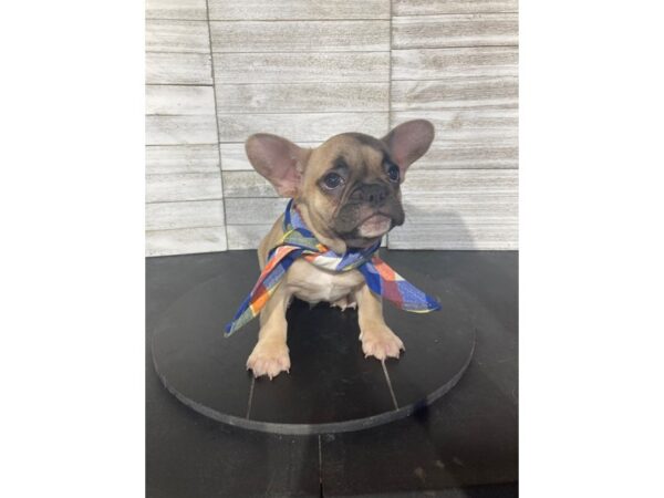 [#5147] Fawn Male French Bulldog Puppies for Sale