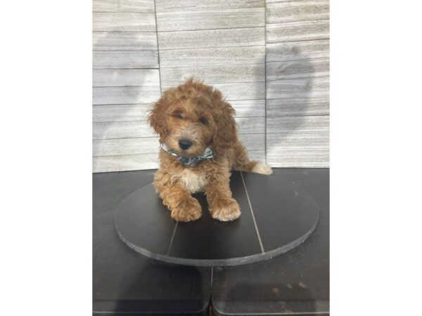 [#5155] Light Red Male Poodle Mini Puppies for Sale