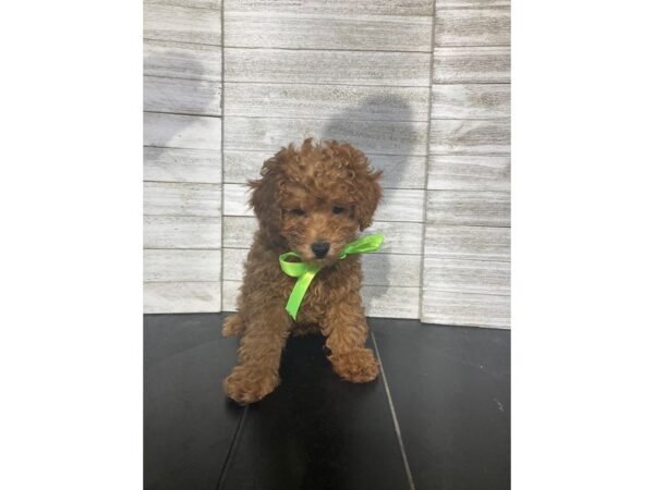 [#5156] Light Red Female Poodle Mini Puppies for Sale