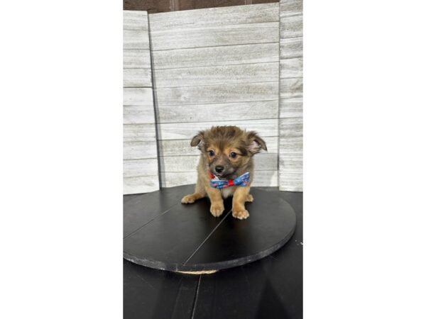 [#5143] Sable Male Chihuahua Puppies for Sale