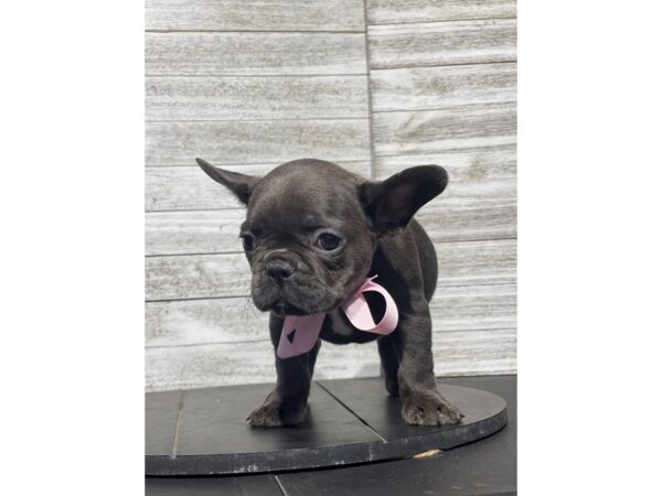[#5160] Blue Fawn Female French Bulldog Puppies for Sale