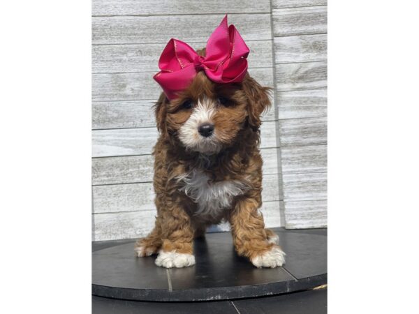 [#5161] Red Female Cavapoo Puppies for Sale