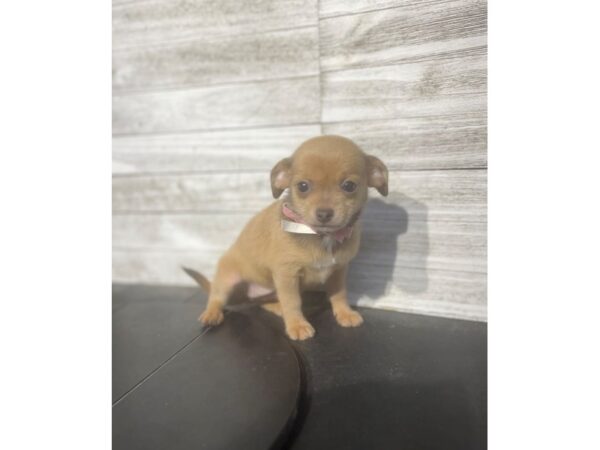 [#5163] Fawn Sable Female Chihuahua Puppies for Sale