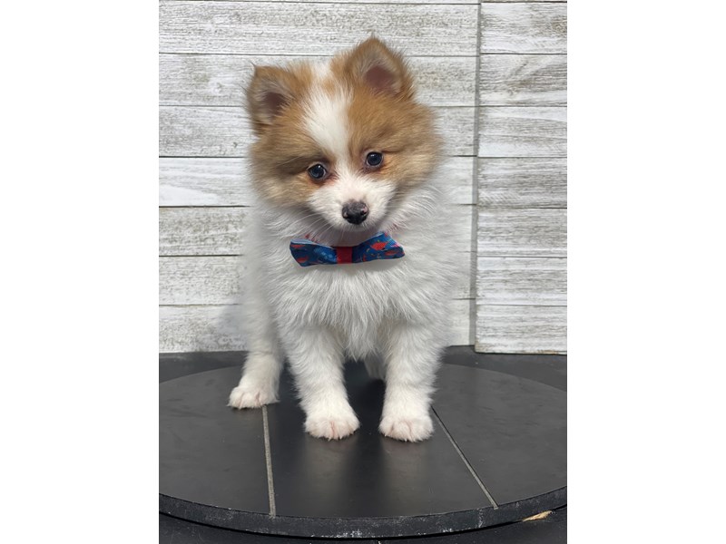 Pomeranian - 5167 Image #1