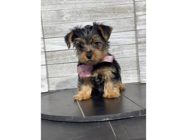 [#5171] Black / Tan Female Yorkshire Terrier Puppies for Sale