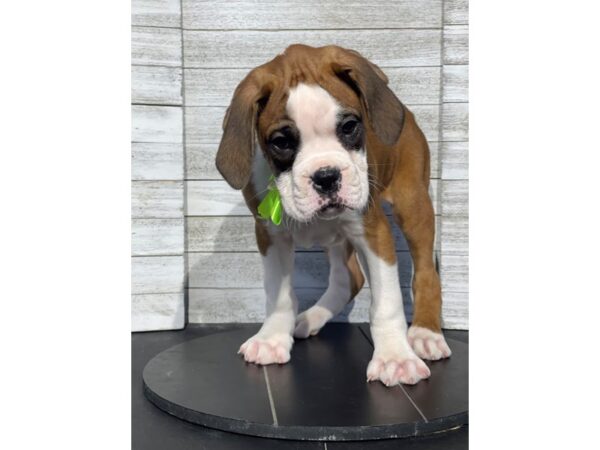 [#5173] Fawn / White Male Boxer Puppies for Sale