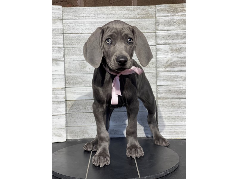 Weimaraner - 5176 Image #1