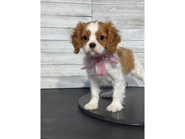 [#5177] bheim Female Cavalier King Puppies for Sale