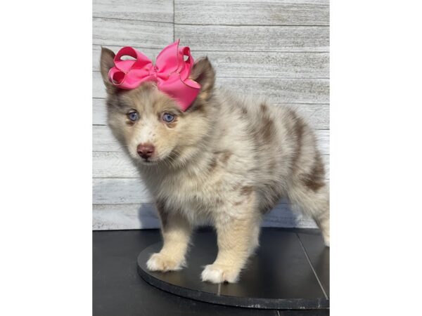 [#5181] CHOC MRL Female Pomsky Puppies for Sale