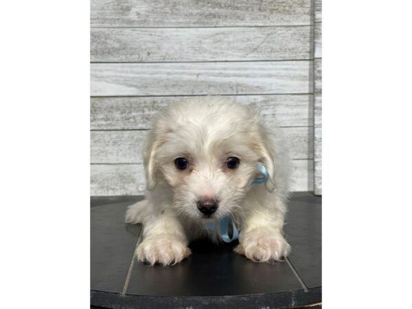[#5183] White Female Coton De Tulear Puppies for Sale