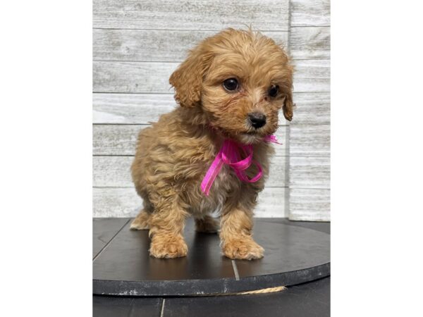 [#5186] tn Female CavaPooChon Puppies for Sale