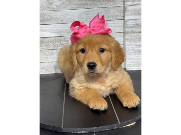 [#5184] Golden Female Golden Retriever Puppies for Sale