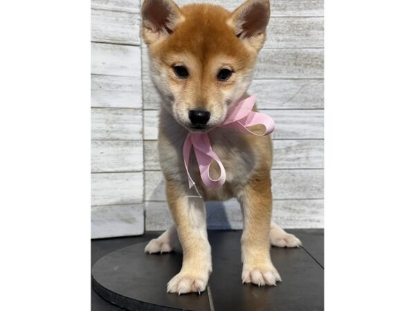 [#5185] Red / White Female Shiba Inu Puppies for Sale