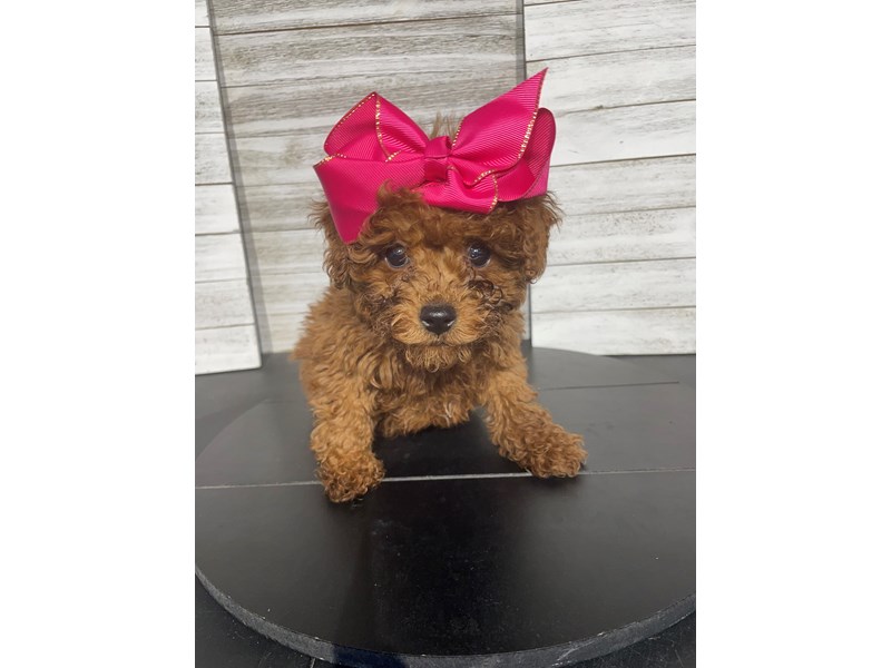 Maltipoo Puppies For Sale Petland Knoxville, Tennessee