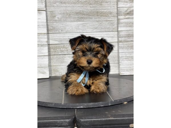 [#5216] Black / Tan Male Yorkshire Terrier Puppies for Sale