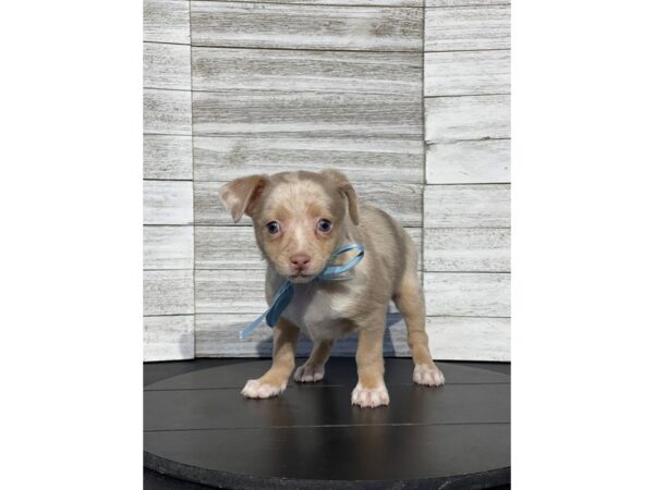 [#5224] Lavender Male Chihuahua Puppies for Sale