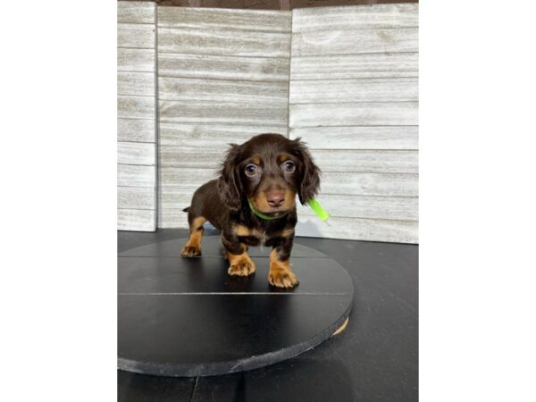 [#5235] choco Male Dachshund Puppies for Sale