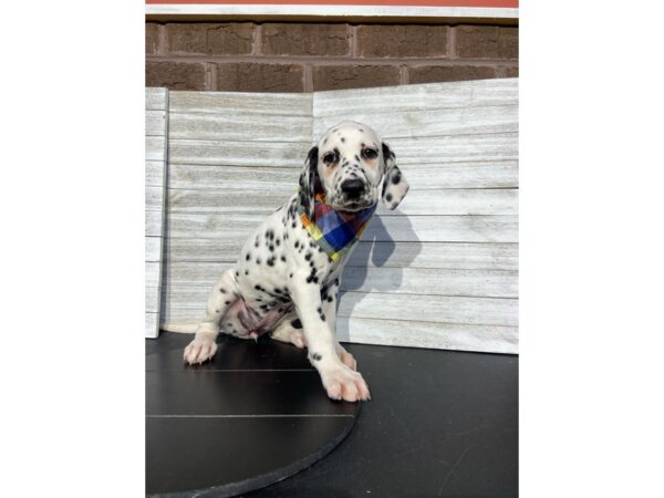[#5232] White / Black Female Dalmatian Puppies for Sale