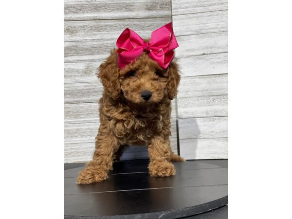 [#5244] Red Female Poodle Mini Puppies for Sale
