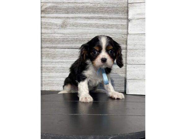 [#5241] Tri-Colored Male Cavalier King Charles Spaniel Puppies for Sale