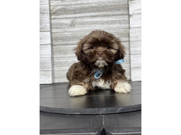 [#5245] Chocolate Male Shih Tzu Puppies for Sale