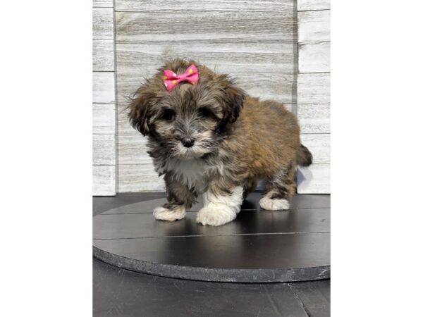 [#5248] Black Brindle / White Female Havanese Puppies for Sale