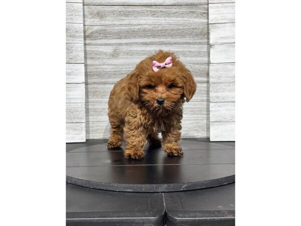 [#5265] RED WHT Female Shihpoo Puppies for Sale