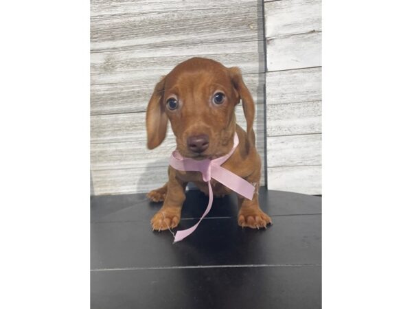 [#5277] Red Merle Female Dachshund Puppies for Sale