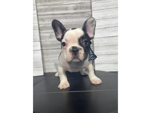 [#5266] Black / White Female French Bulldog Puppies for Sale