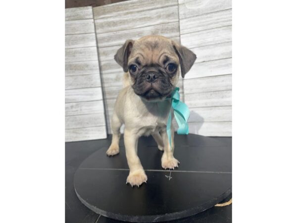 [#5280] Fawn Male Pug Puppies for Sale