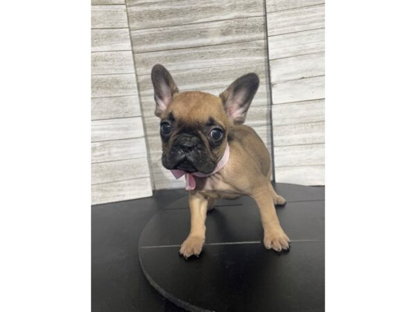 [#5281] Sable Female French Bulldog Puppies for Sale