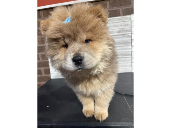 [#5286] Brown Female Chow Chow Puppies for Sale