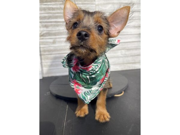 [#5290] Blk&tan Female Silky Terrier Puppies for Sale