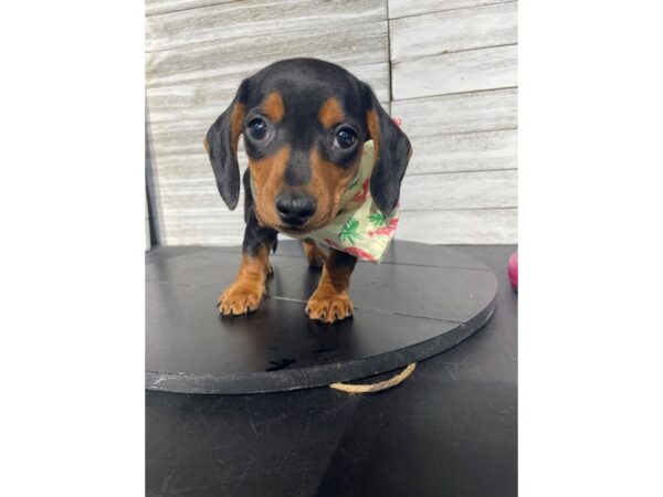 [#5294] Blk&tan Female Dachshund Puppies for Sale