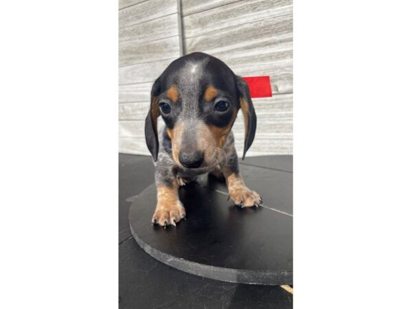 [#5292] pbld tkd Male Dachshund Puppies for Sale