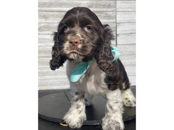 [#5298] Chocolate / White Male Cocker Spaniel Puppies for Sale