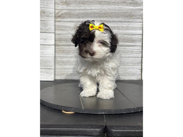 [#5299] White / Chocolate Female Havanese Puppies for Sale