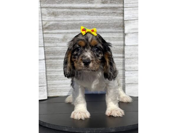 [#5307] Blue Merle Female Cockalier Puppies for Sale